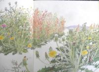 たねがとぶ　かがくのとも217号　1987年初版　甲斐信枝/森田竜義　福音館書店　3