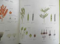 たねがとぶ　かがくのとも217号　1987年初版　甲斐信枝/森田竜義　福音館書店　3