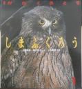 しまふくろう　かがくのとも238号　1989年初版　山本純郎/神沢利子　福音館書店　3