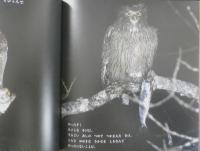 しまふくろう　かがくのとも238号　1989年初版　山本純郎/神沢利子　福音館書店　3