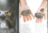 しまふくろう　かがくのとも238号　1989年初版　山本純郎/神沢利子　福音館書店　3