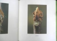 ふゆめがっしょうだん　かがくのとも202号　1986年初版　冨成忠夫/茂木透/長新太　福音館書店　3