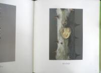 ふゆめがっしょうだん　かがくのとも202号　1986年初版　冨成忠夫/茂木透/長新太　福音館書店　3