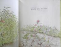 ぼくはたね　かがくのとも235号　1988年初版　奥西賀男　福音館書店　3