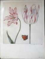 花の絵集　昭和52年初版　シーモア・クワスト/エミリー・ブレア・チューニング　クイックフォックス社　x