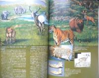 日本人はどこから来たか 日本人の起源展　図録　1988年開催　d