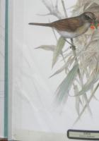 鳥百態　岡崎立作品集　1988年初版　山と渓谷社　g