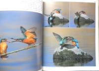 野鳥生活記　和田剛一　2003年5刷　小学館　i