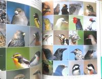 野鳥生活記　和田剛一　2003年5刷　小学館　i