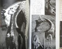 写真サロン 昭和35年12月号　特集/カメラガイド　玄光社　v