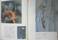 科学の学校 1-3号　1951年　水辺の生物　岩波書店　x
