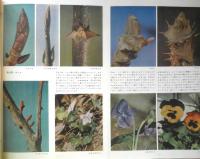 科学の学校 1-11号　1952年　地球のなかをさぐる　岩波書店　x