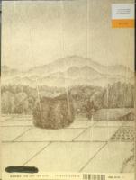 ゆうだち　こどものとも年中向き100号　中西恵子　1994年初版　福音館書店　h