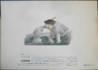 タトラのねむれる騎士　こどものとも391号　ポーランドの伝説による　1988年初版　福音館書店　l