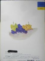 むくどりとぶどうのき　こどものとも年中向き104号　ブルガリアの昔話　1994年初版　福音館書店　l