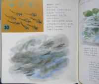 ぼくのわたしのすいぞくかん　月刊かがくのとも316号　小宮輝之・文/津田櫓冬・絵　1995年初版　福音館書店　b