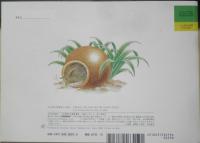 トックリバチのとくこさん　こどものとも年中向き280号　2009年初版　福音館書店　x
