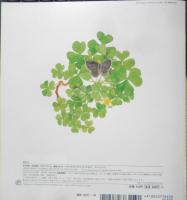 ベランダでみつけたちいさなむし　ヤマトシジミ 　月刊かがくのとも531号　2013年初版　福音館書店　a
