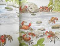 あかてがに　月刊かがくのとも483号　2009年初版　福音館書店　c
