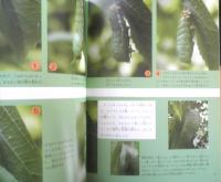オオムラサキ舞う森 昆虫少年の夢 月刊たくさんのふしぎ302号　2010年初版　福音館書店　a
