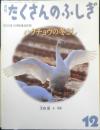 ハクチョウの冬ごし 月刊たくさんのふしぎ309号　2010年初版　福音館書店　a
