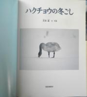 ハクチョウの冬ごし 月刊たくさんのふしぎ309号　2010年初版　福音館書店　a

