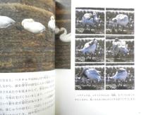 ハクチョウの冬ごし 月刊たくさんのふしぎ309号　2010年初版　福音館書店　a
