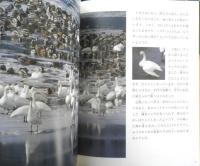 ハクチョウの冬ごし 月刊たくさんのふしぎ309号　2010年初版　福音館書店　a
