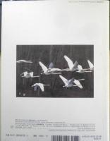 ハクチョウの冬ごし 月刊たくさんのふしぎ309号　2010年初版　福音館書店　a

