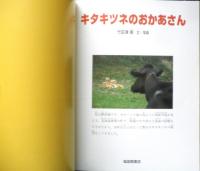 キタキツネのおかあさん　月刊たくさんのふしぎ304号　2010年初版　福音館書店　a
