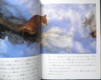 キタキツネのおかあさん　月刊たくさんのふしぎ304号　2010年初版　福音館書店　a
