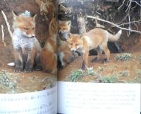 キタキツネのおかあさん　月刊たくさんのふしぎ304号　2010年初版　福音館書店　a
