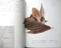 コテングコウモリを紹介します 月刊たくさんのふしぎ324号　2012年初版　福音館書店　g

