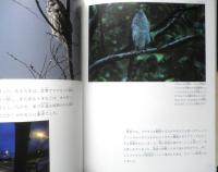 コテングコウモリを紹介します 月刊たくさんのふしぎ324号　2012年初版　福音館書店　g
