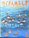 小さな四角い海・谷津干潟 月刊たくさんのふしぎ254号　2006年初版　福音館書店　g

