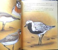 小さな四角い海・谷津干潟 月刊たくさんのふしぎ254号　2006年初版　福音館書店　g
