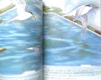 小さな四角い海・谷津干潟 月刊たくさんのふしぎ254号　2006年初版　福音館書店　g
