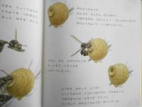 とっくりばち　吉谷昭憲　かがくのとも246号　1989年初版　福音館書店　c
