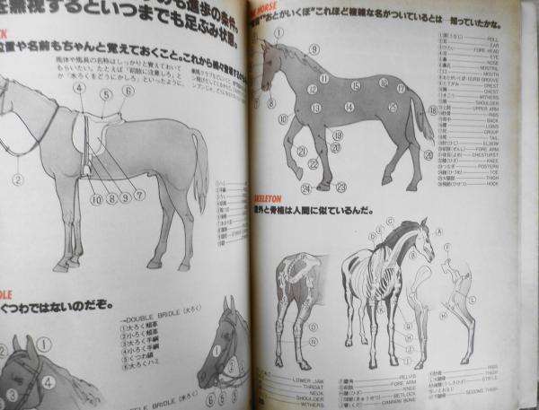 スポーツノート38 乗馬 昭和56年発行 鎌倉書房 b / 古本、中古本、古