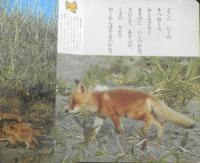フォト絵本37　にほんのどうぶつ 日本の野生動物　小学館　x
