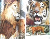 上野動物園グラフ　昭和60年10刷　東京動物園協会　i
