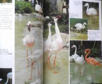 上野動物園グラフ　昭和60年10刷　東京動物園協会　i
