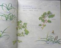 はまひるがお　かがくのとも184号　1984年初版　福音館書店　c
