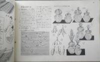 科学クラブ　昭和31年第7号　特集/花と虫・みつばちの生活　l
