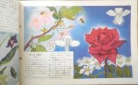 科学クラブ　昭和31年第7号　特集/花と虫・みつばちの生活　l
