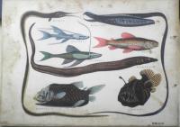 科学クラブ　昭和31年第5号　特集/魚のくらし・春は池のほとりから　l
