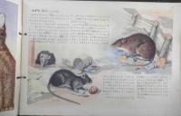 科学クラブ　昭和30年第3号　特集/動物の生活　t
