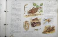 科学クラブ　昭和30年創刊号　特集/虫の生活　t
