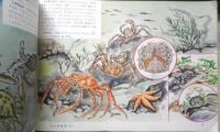 科学クラブ　昭和31年第11号　特集/海べの生物・水泳のしかた　e
