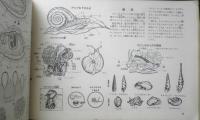 科学クラブ　昭和31年第11号　特集/海べの生物・水泳のしかた　e
